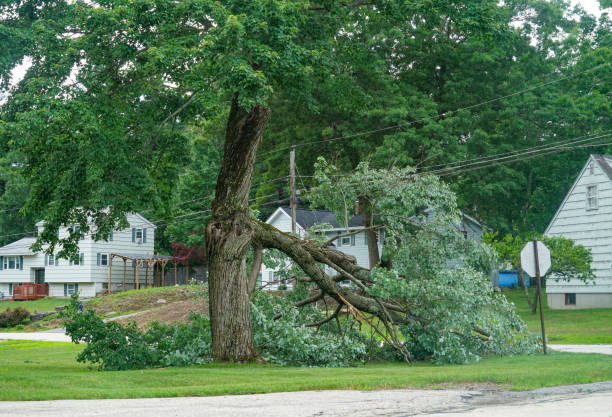 Best Tree Root Removal  in Maan, ND